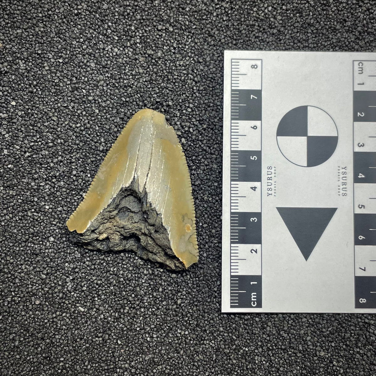 F3028 | Squalo | Otodus megalodon