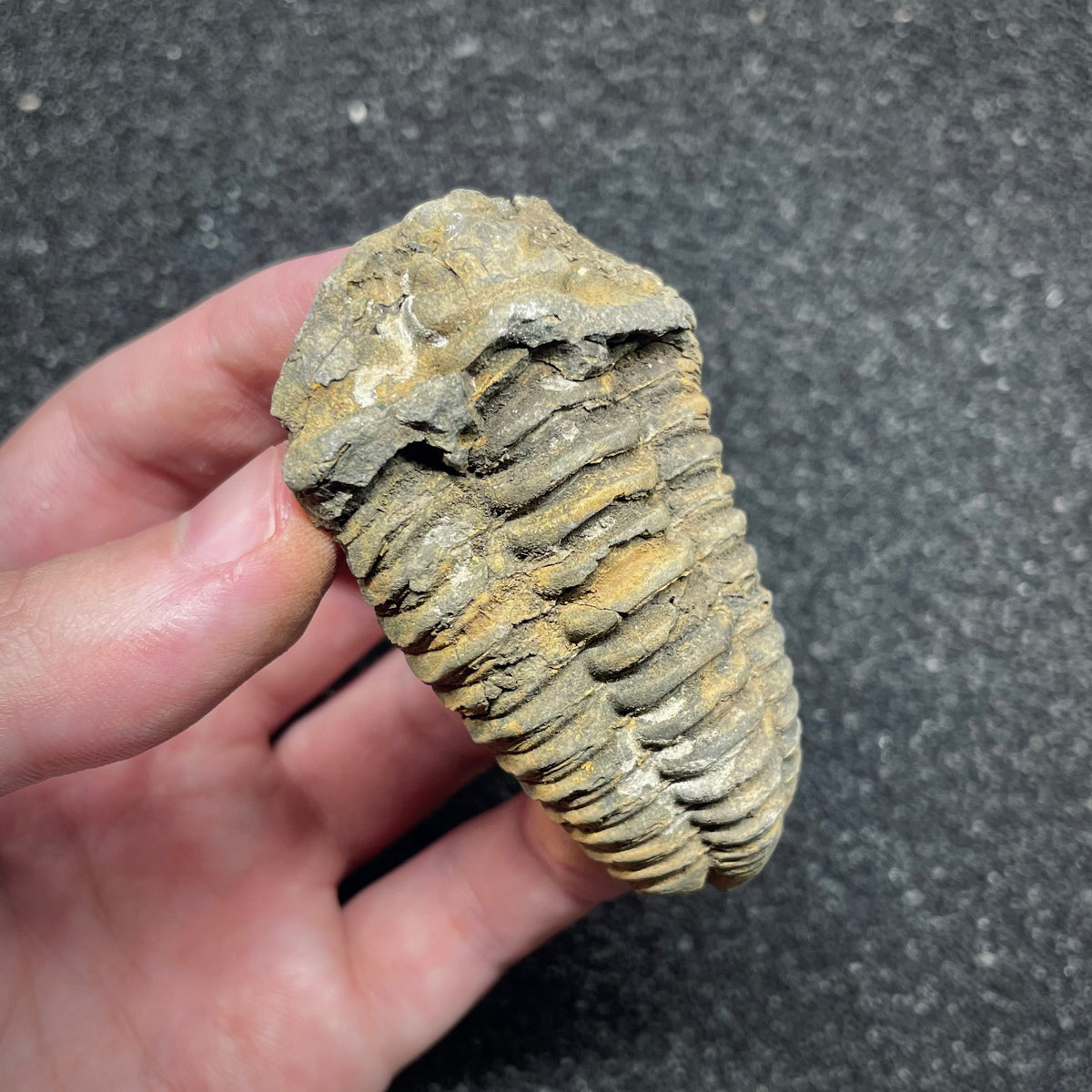 F3014 | Trilobite | Flexicalymene sp.