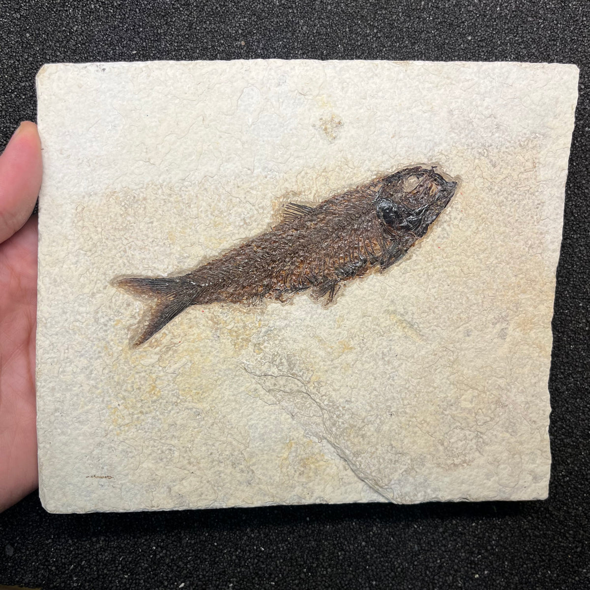 F3073 | Pesce | Knightia eocaena