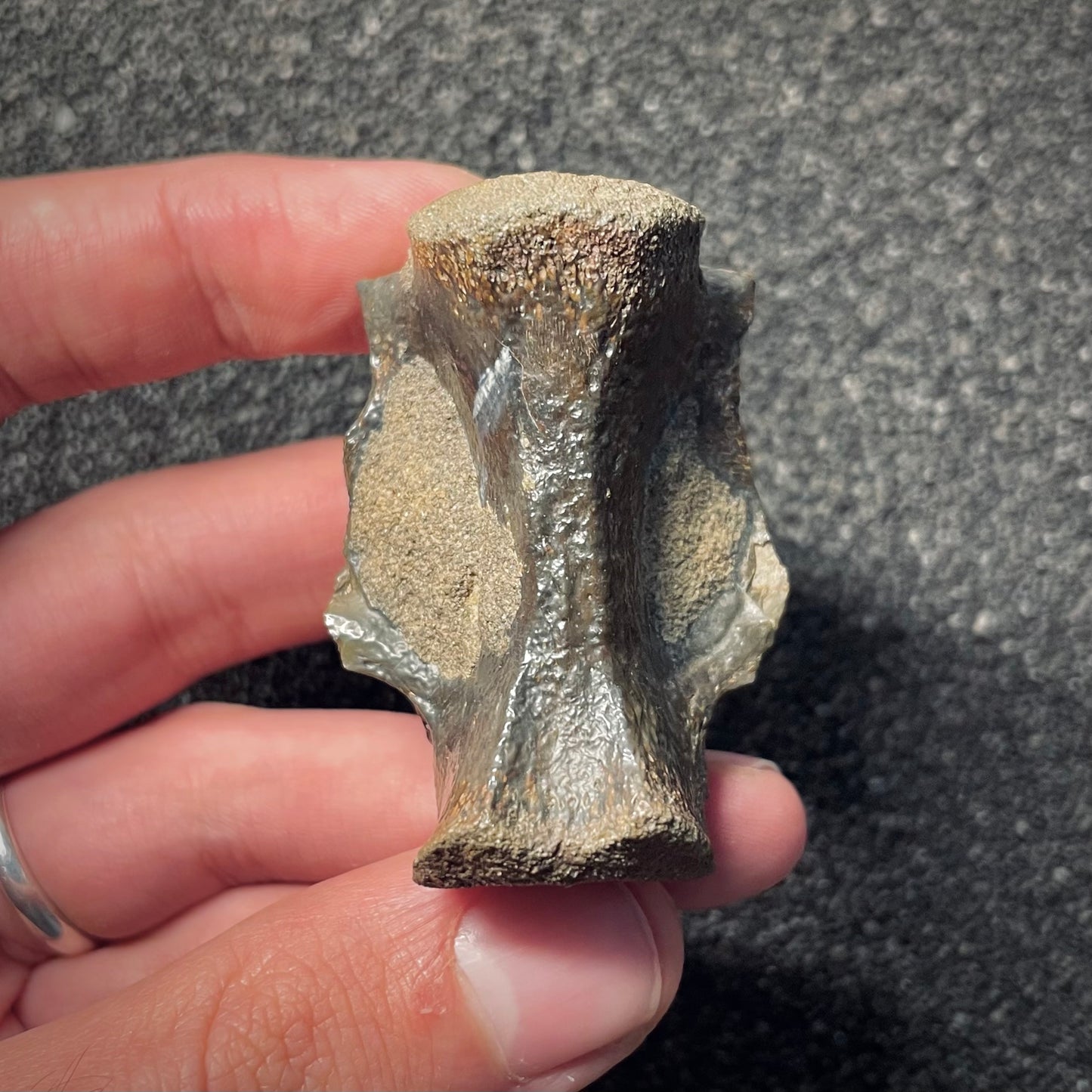 F2056 | RARO | Dinosauro | Tyrannosauroidea indet.