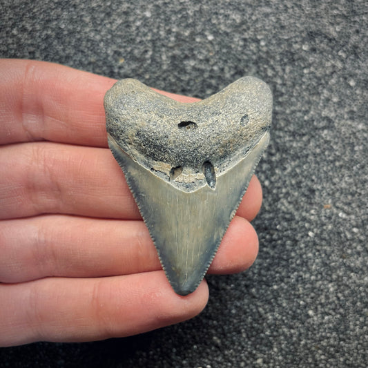 F2641 | Squalo | Otodus megalodon