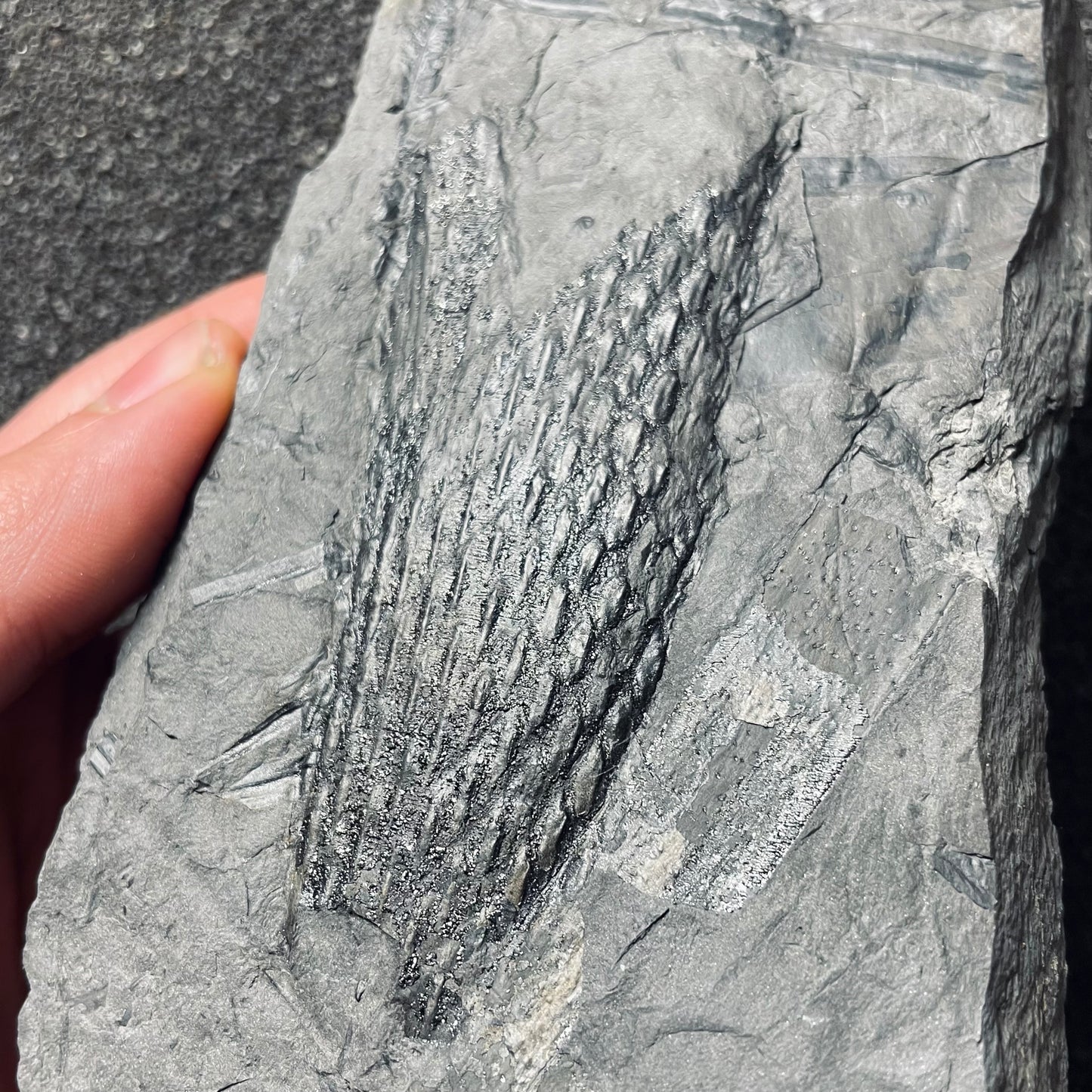 F2490 | Pianta | Lepidodendrales indet.