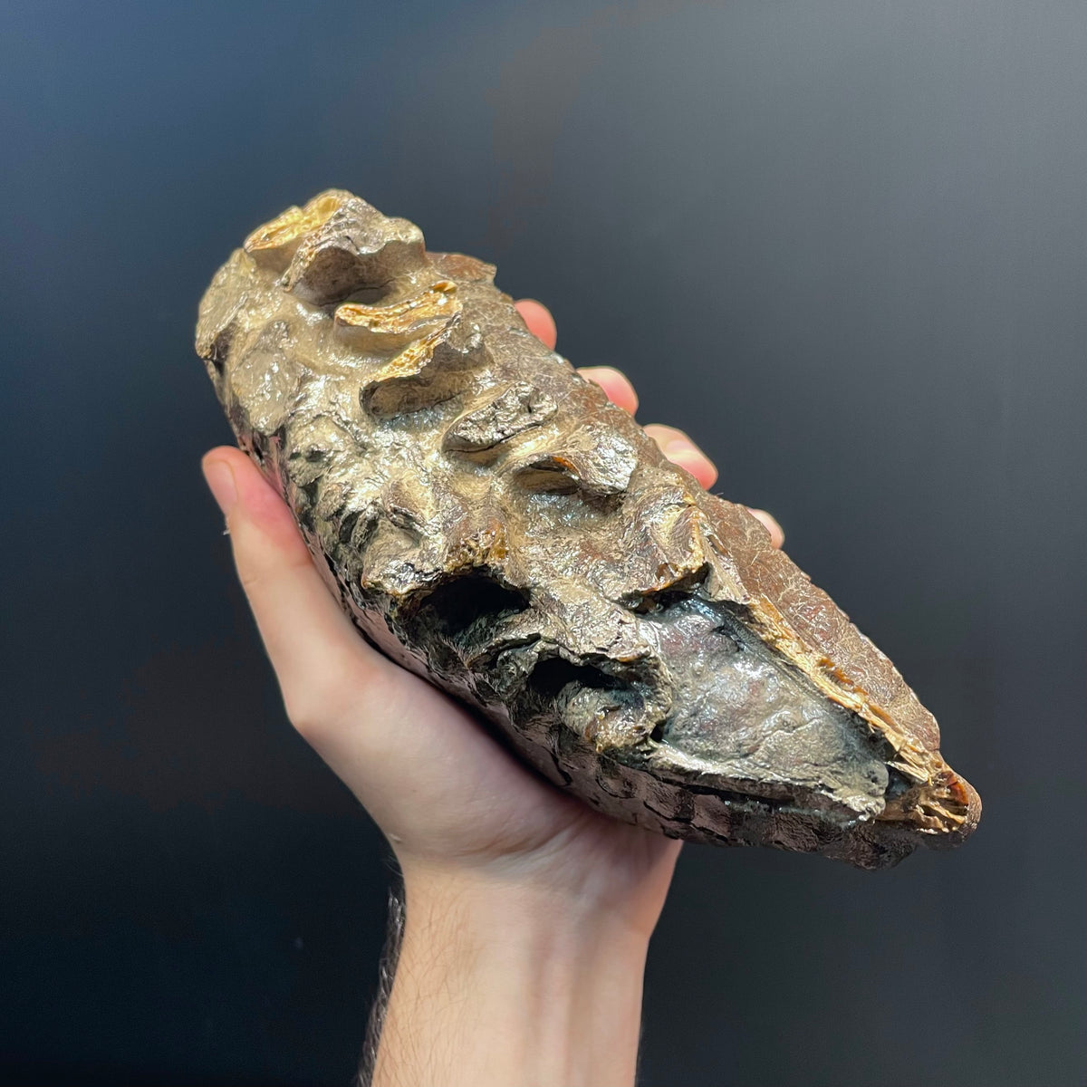 F3079 | Mammut | Mammuthus sp.