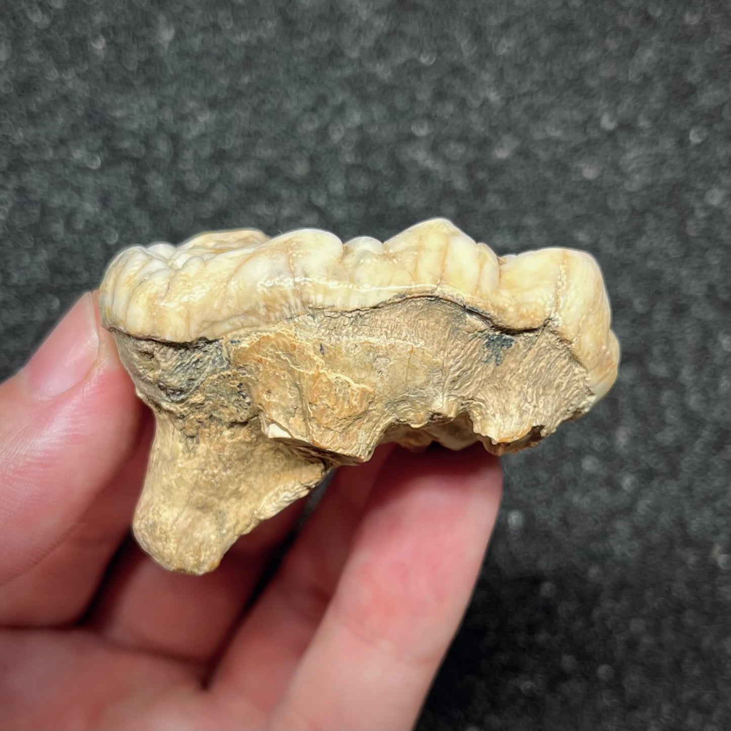 F2995 | Orso | Ursus spelaeus