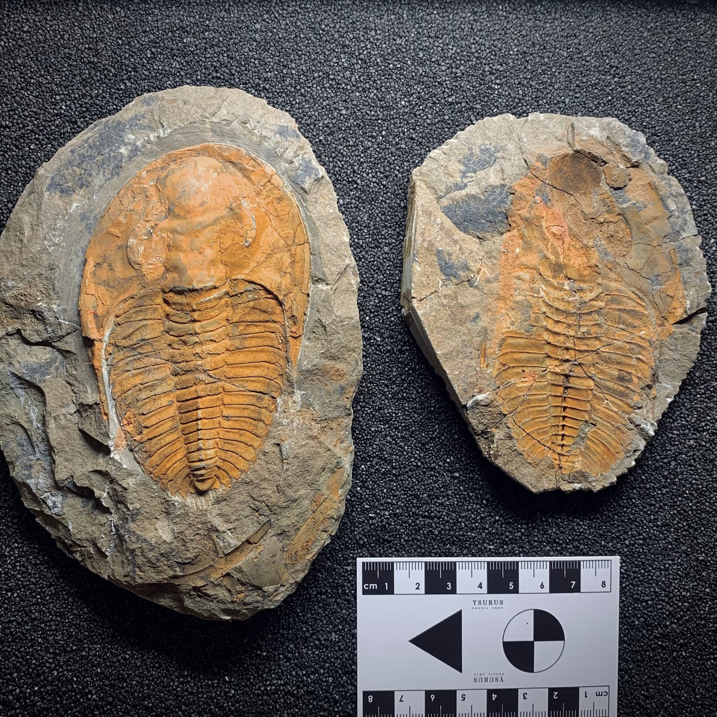 F971 | Trilobite | Cambropallas telesto