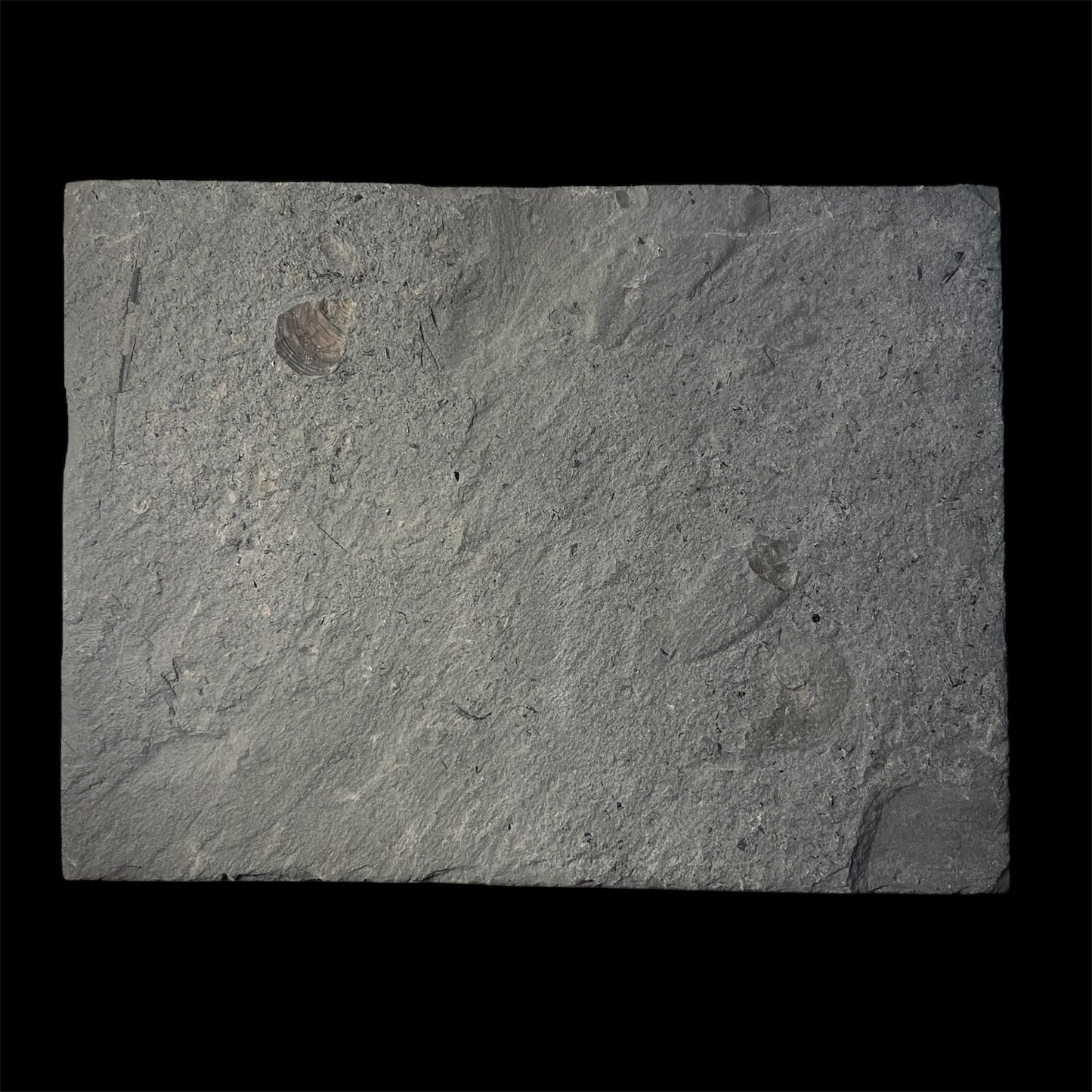 F2180 | Belemnite | Belemnoidea indet.