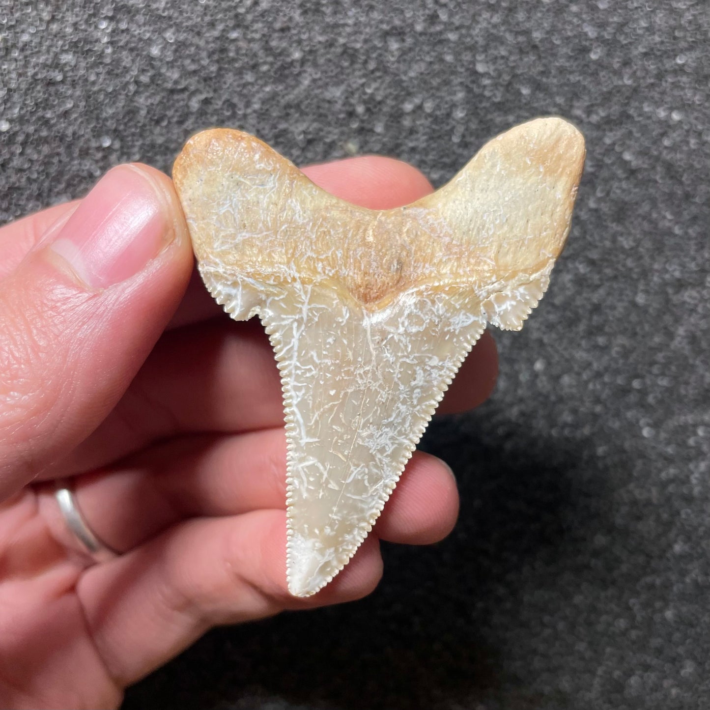 F2502 | Squalo | Otodus sokolovi