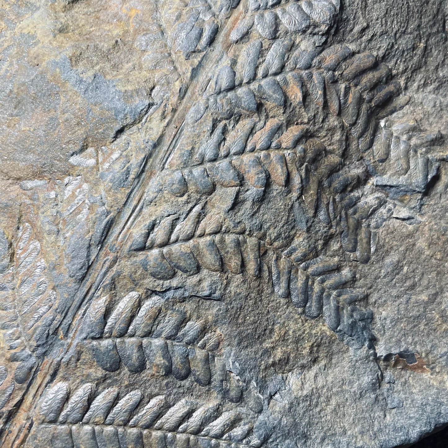 F2496 | Pianta | Neuropteris sp.