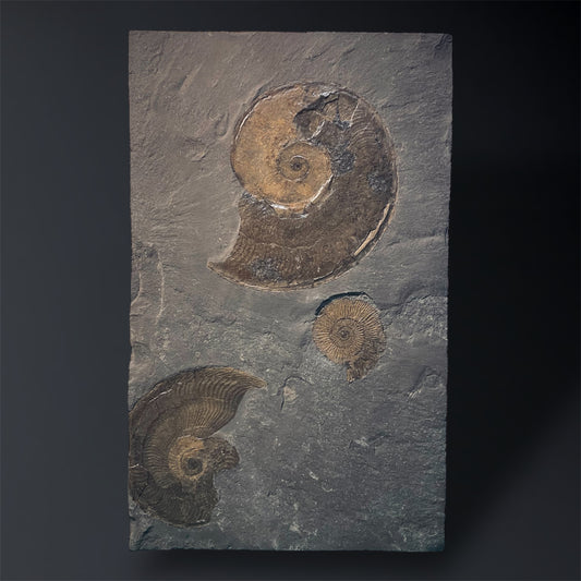 F1975 | Ammonite | Dactylioceras commune & Harpoceras falcifer
