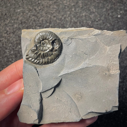 F2171 | Ammonite | Graphoceratidae indet.