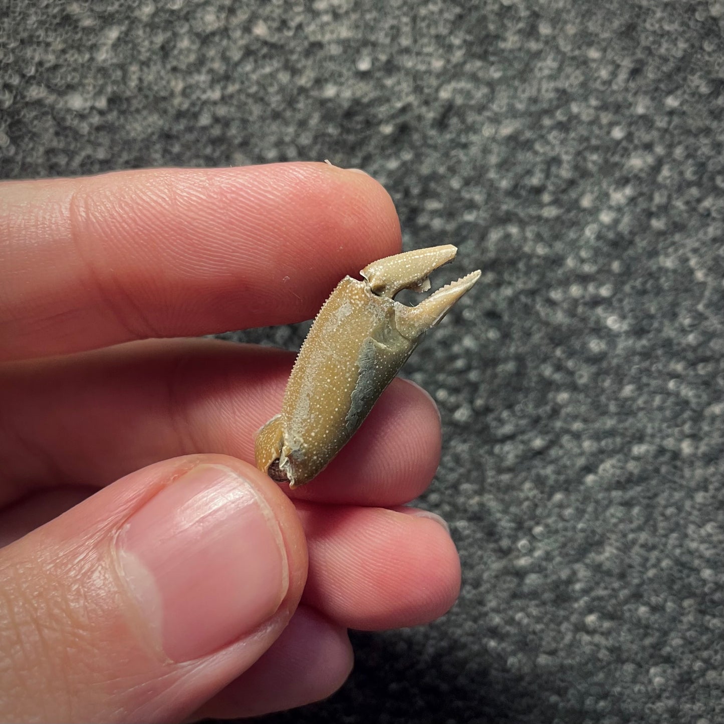 F2148 | Granchio | Macrophthalamus sp.