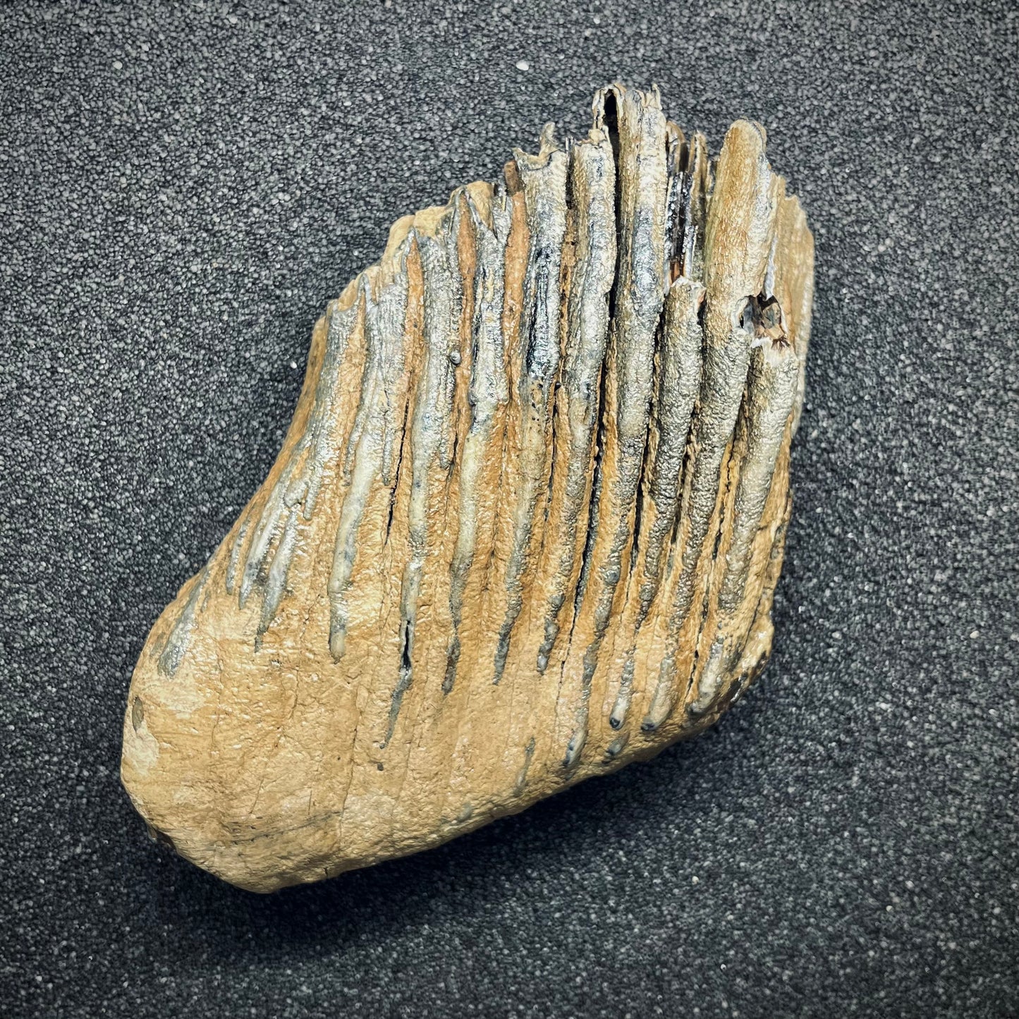 F2786 | Mammut | Mammuthus sp.