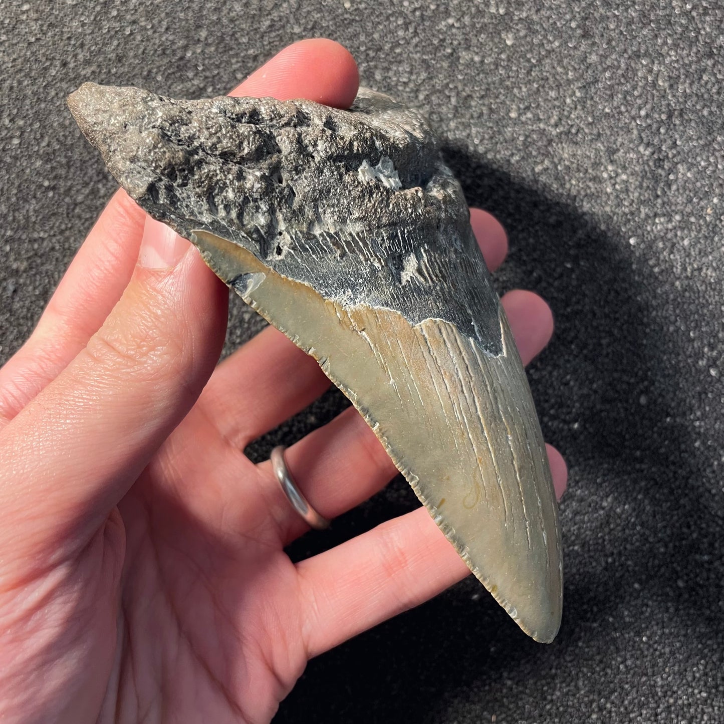 F2356 | Squalo | Otodus megalodon