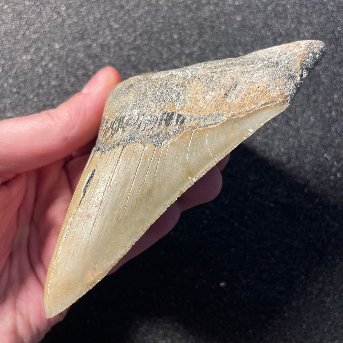 F2360 | Squalo | Otodus megalodon