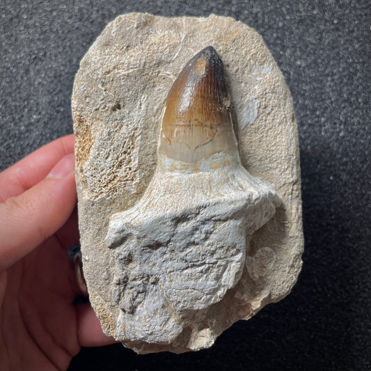F1921 | RARO | Mosasauro | Prognathodon curii