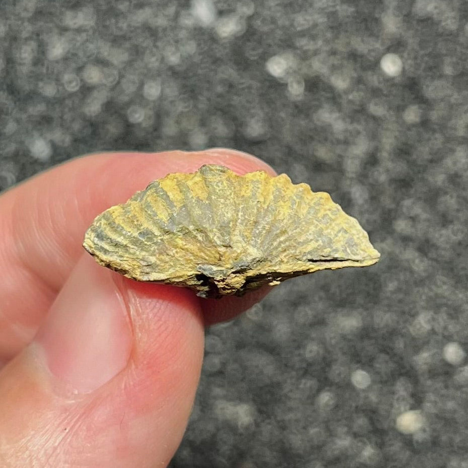 F2949 | Brachiopode | Brachiopoda indet.