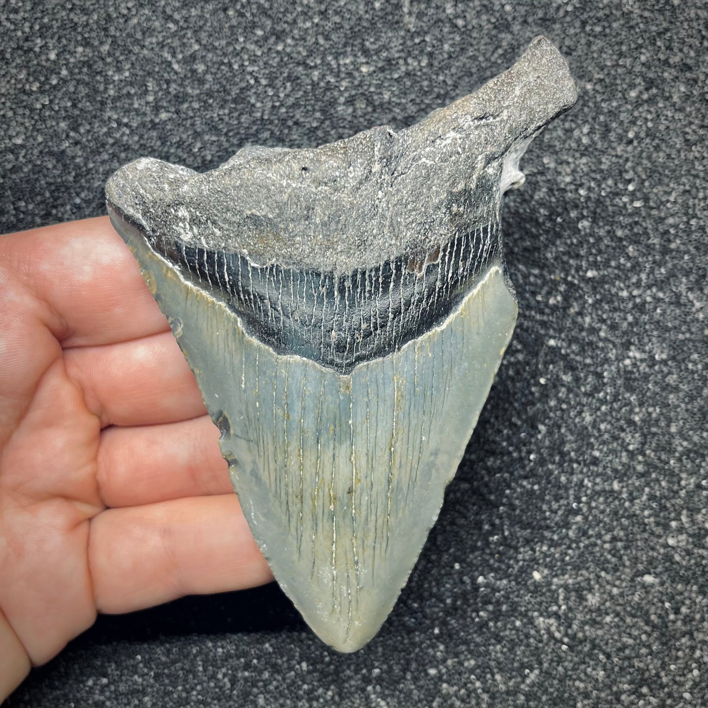 F2772 | Squalo | Otodus megalodon