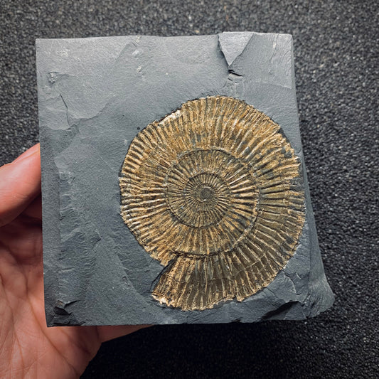 F827 | Ammonite | Dactylioceras commune