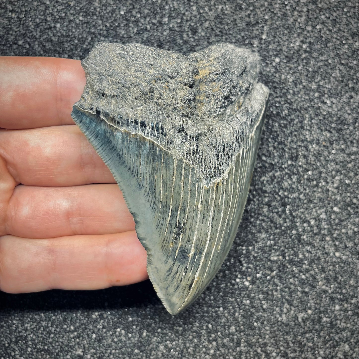 F2779 | Squalo | Otodus megalodon