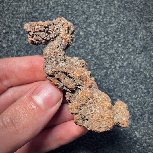 F1451 | Coprolite - Cololite | Testuggine