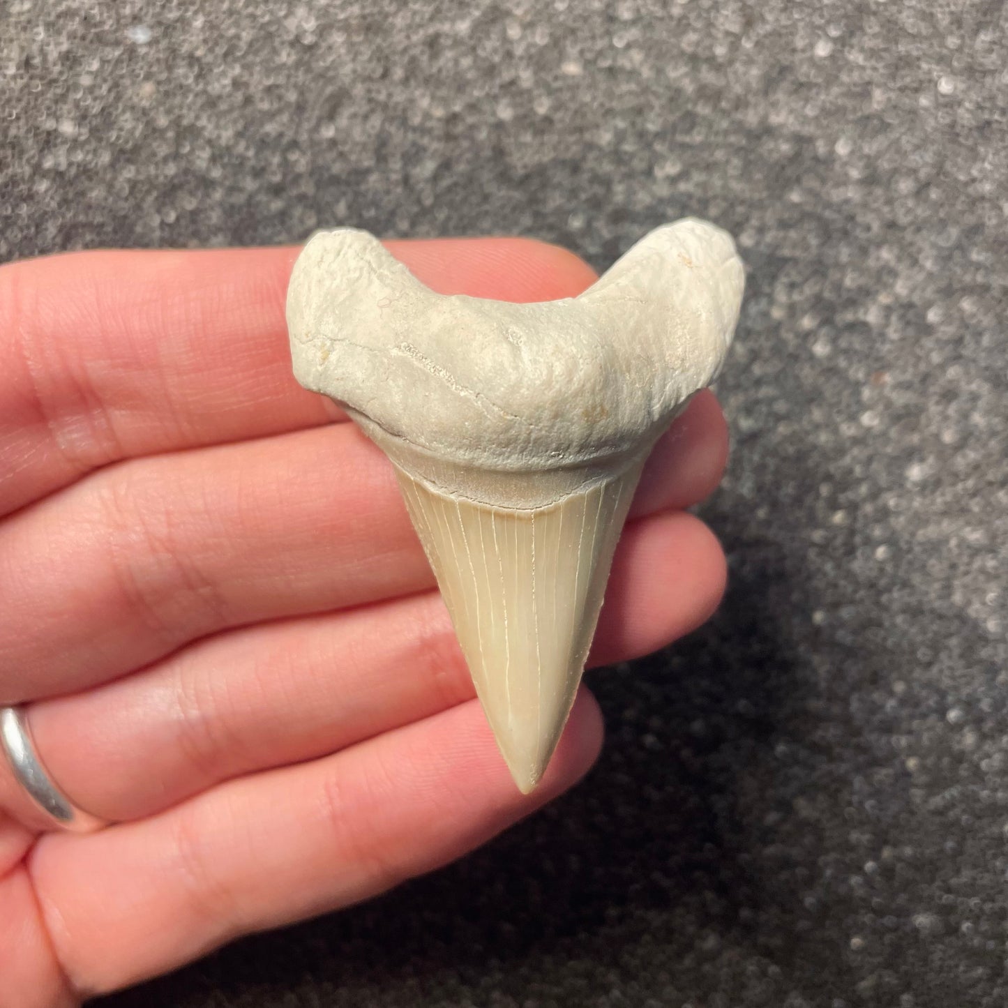 F2212 | Squalo | Otodus obliquus