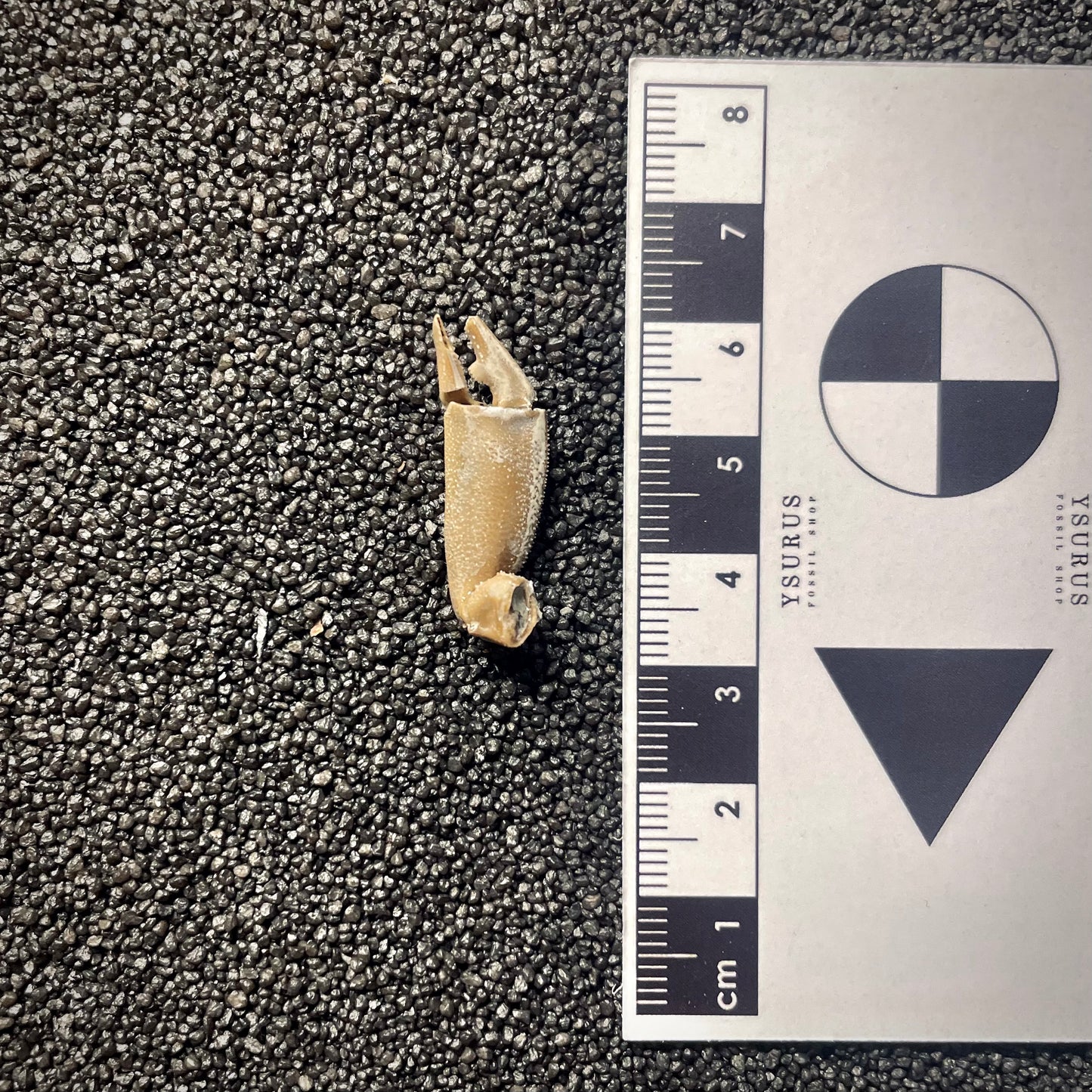 F2148 | Granchio | Macrophthalamus sp.