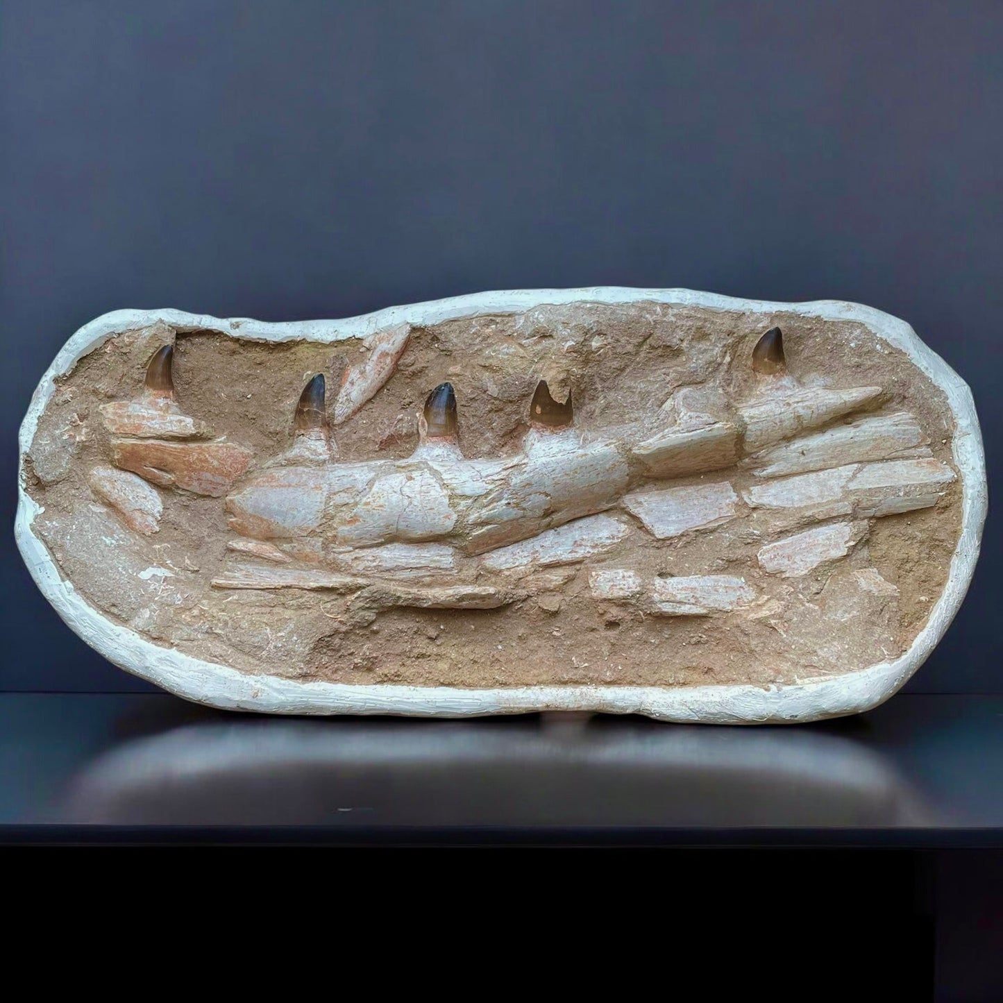 F1198 | Mosasauro | Prognathodon sp.