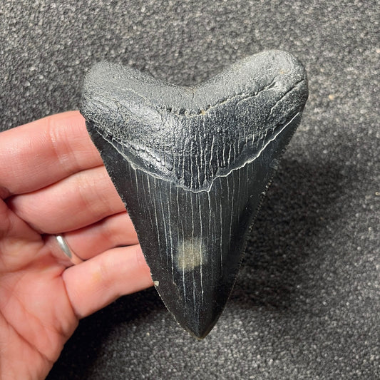 F2437 | Squalo | Otodus megalodon