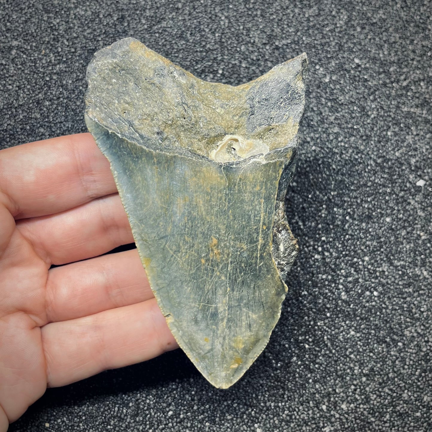 F2775 | Squalo | Otodus megalodon