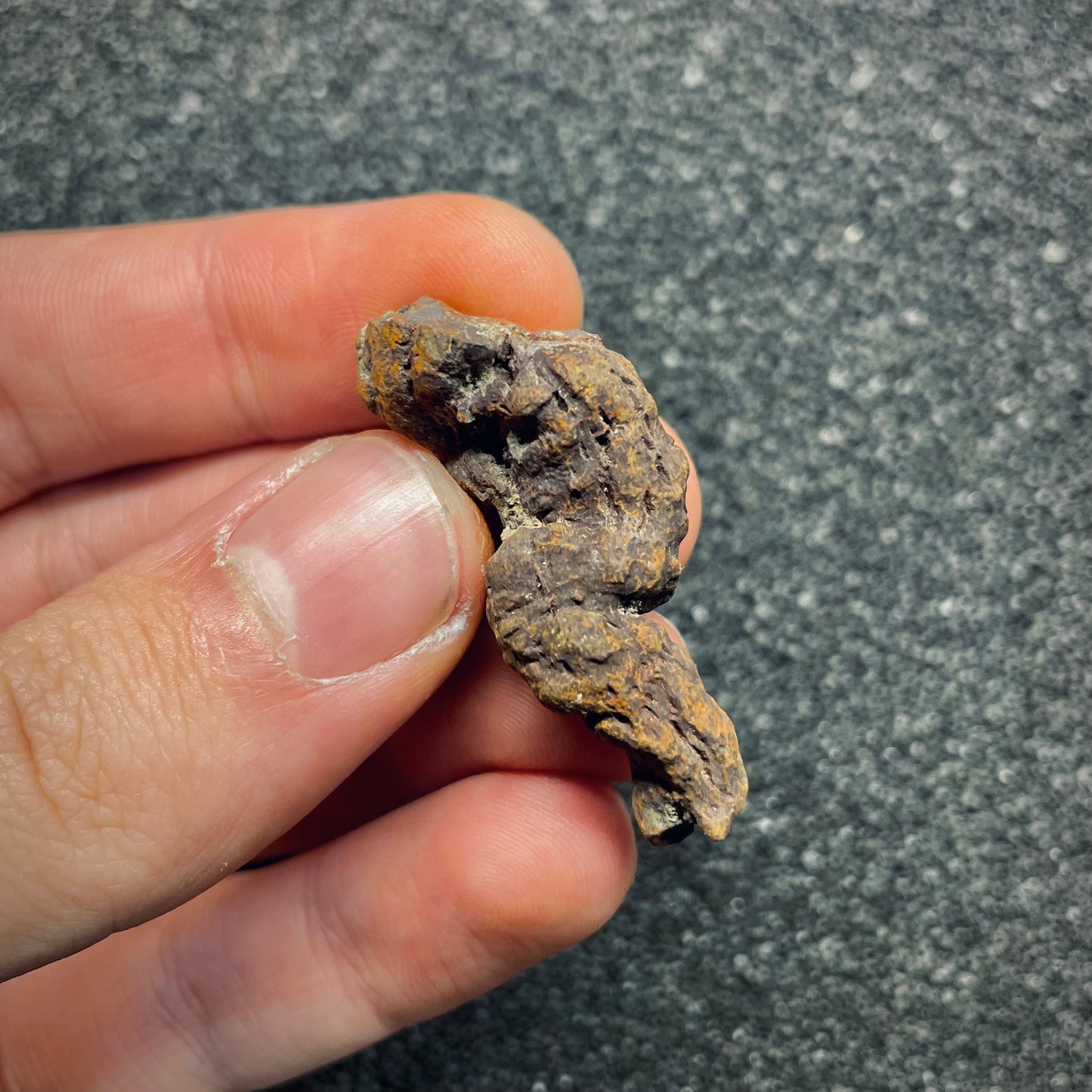 F2768 | Coprolite - Cololite | Testuggine