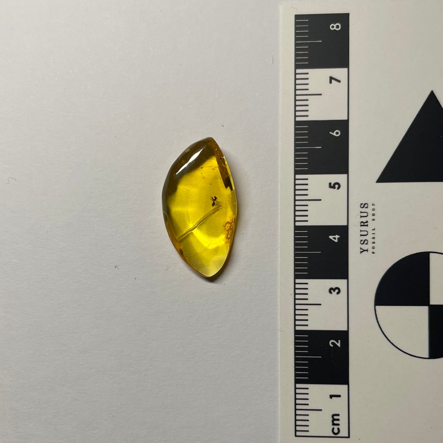 F2429 | Ambra con inclusione | Ctenobethylus goepperti