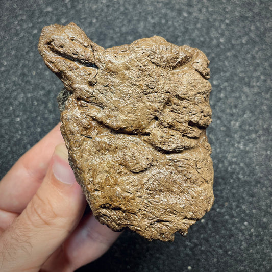 F2723 | Dinosauro | Triceratops sp.