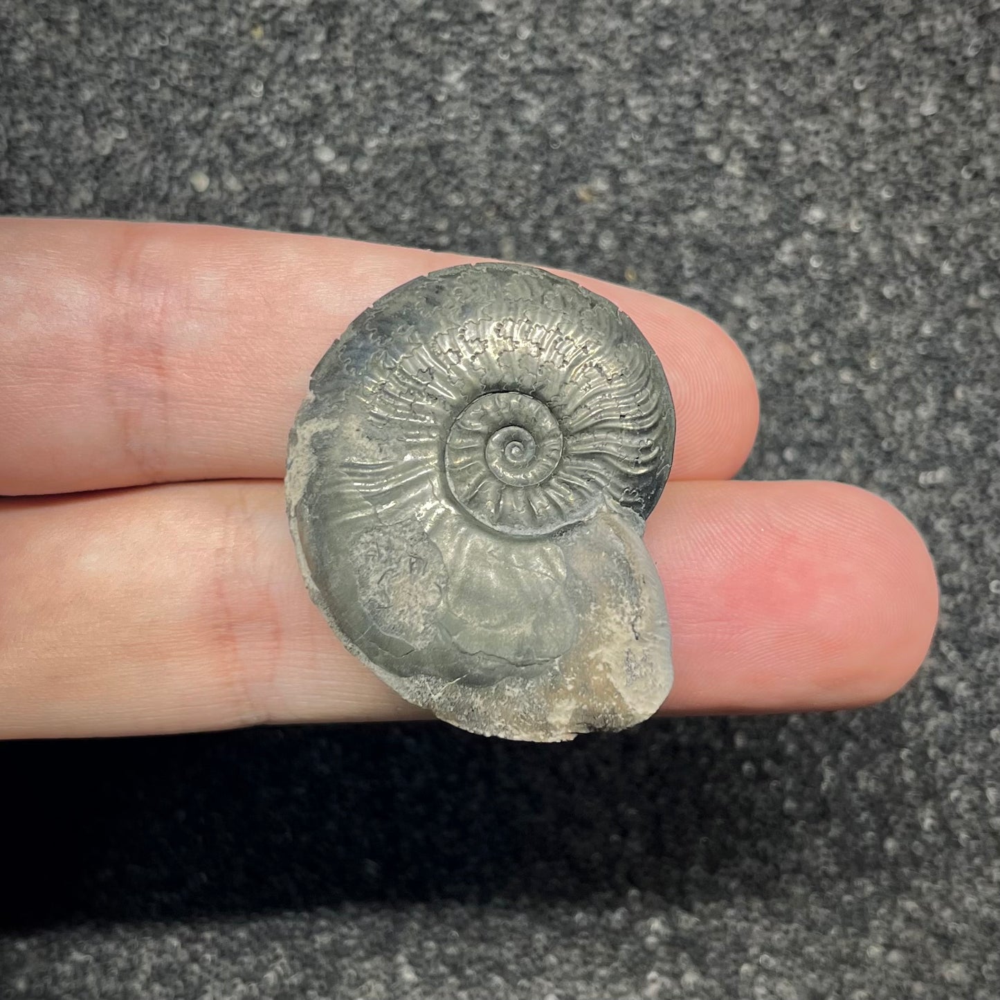 F2889 | Ammonite | Graphoceratidae indet.