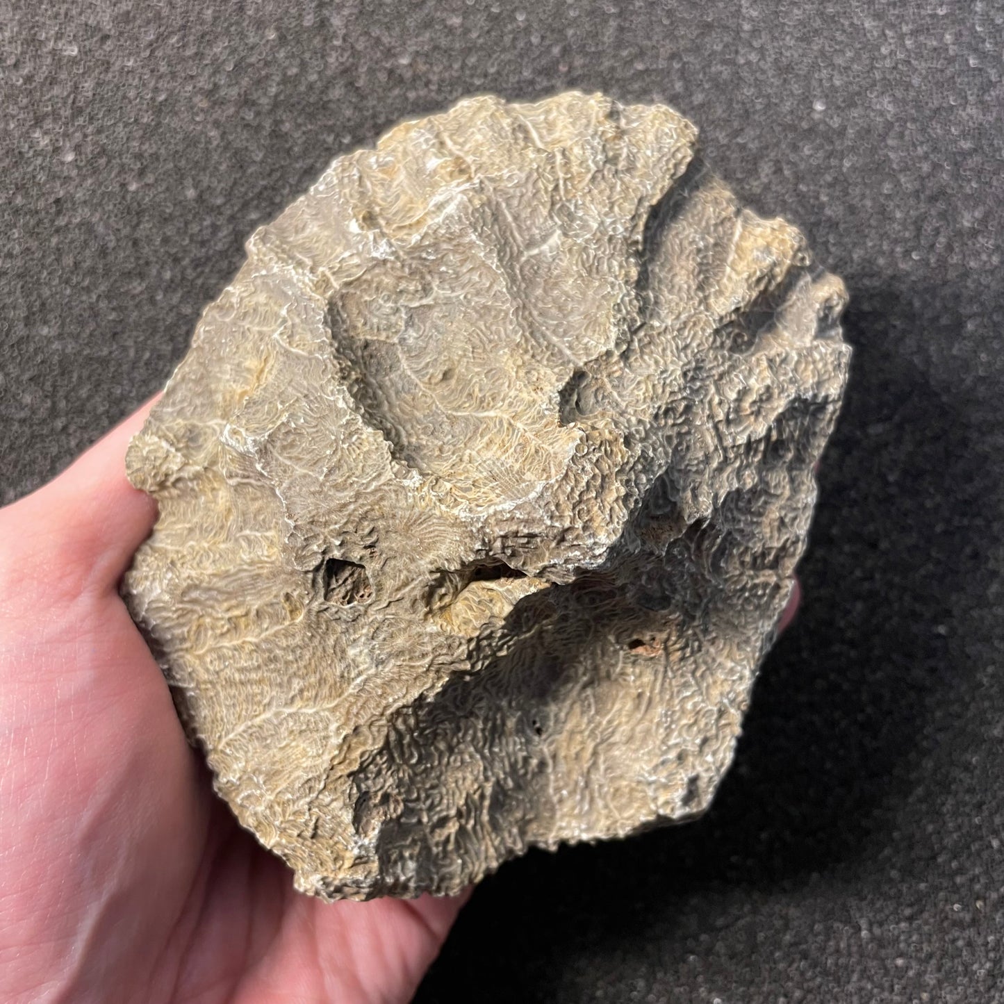 F2474 | Corallo | Hexagonaria sp.