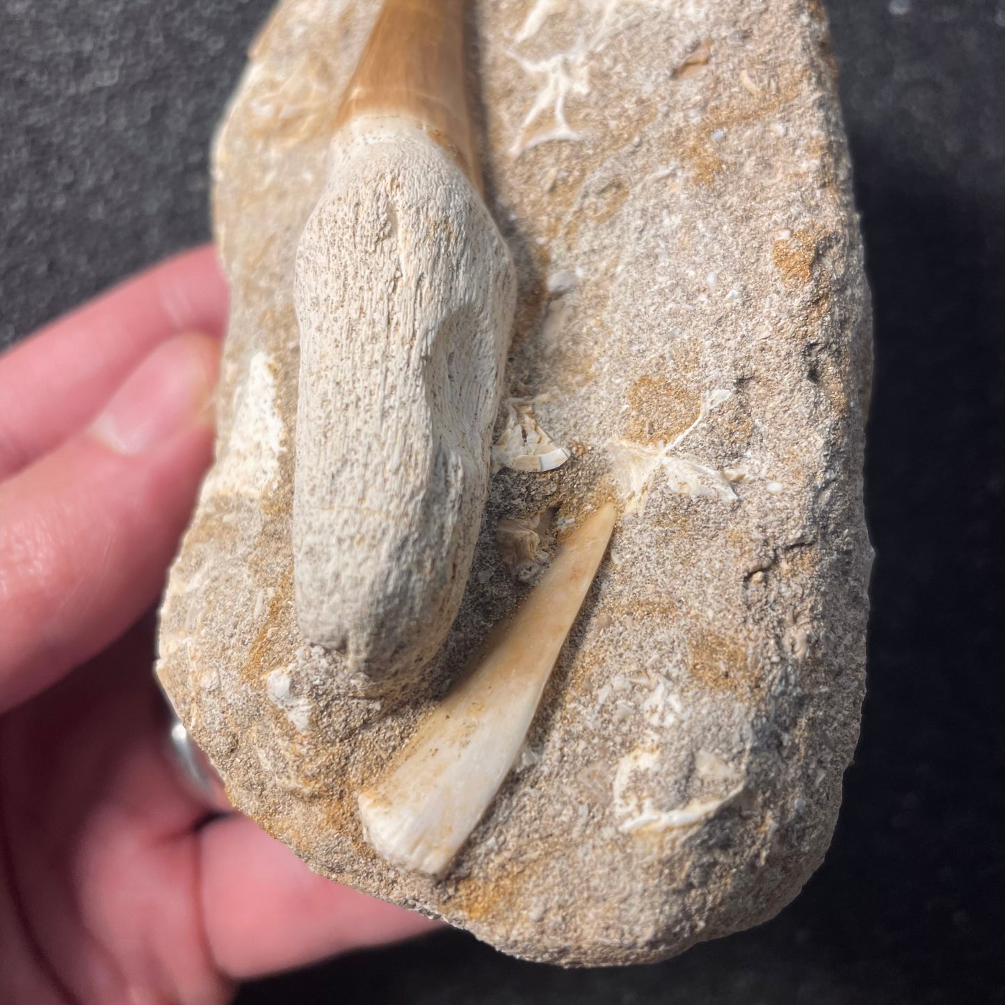 F2197 | Mosasauro | Mosasauridae indet. & Enchodus libycus