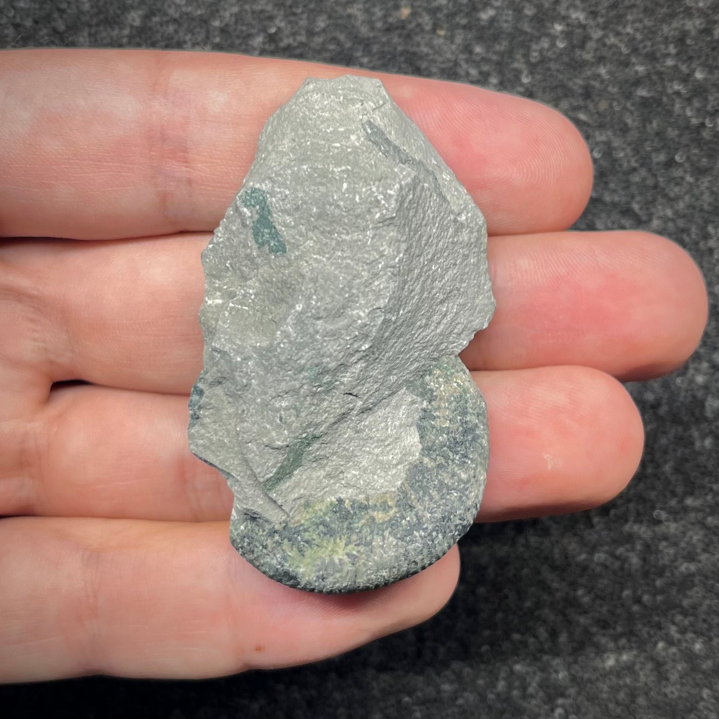 F2897 | Ammonite | Ataxioceras sp.