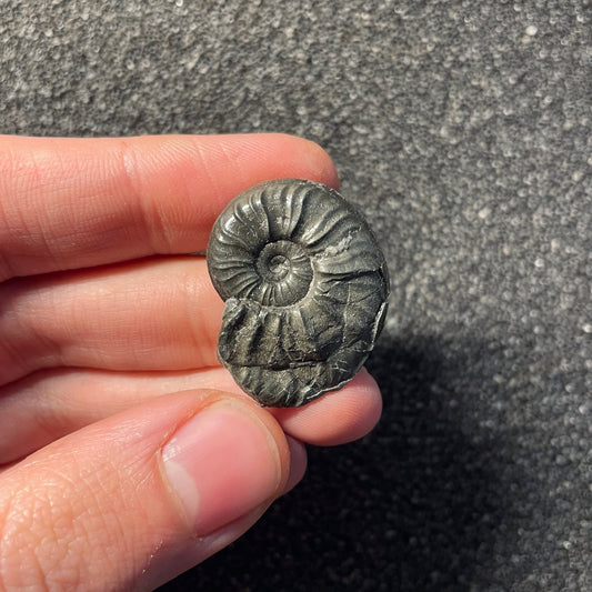 F2467 | Ammonite | Graphoceratidae indet.