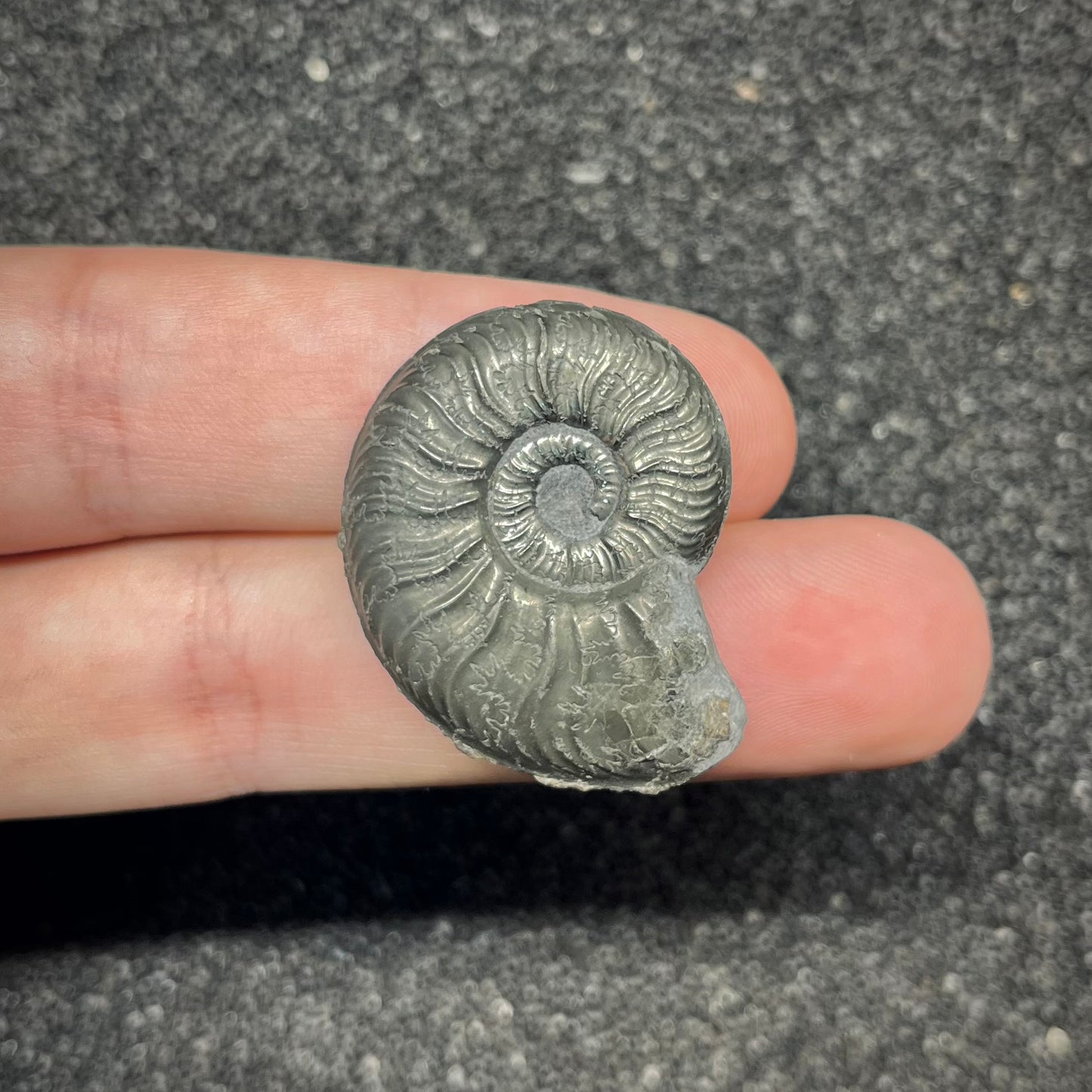 F2883 | Ammonite | Graphoceratidae indet.