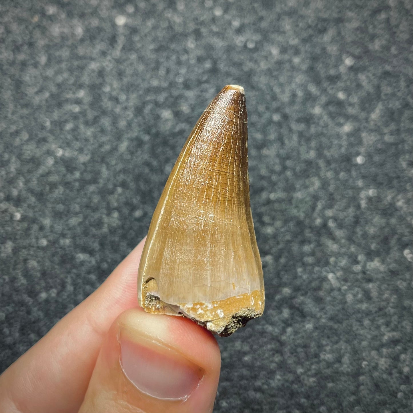 F2696 | Mosasauro | Mosasauridae indet.