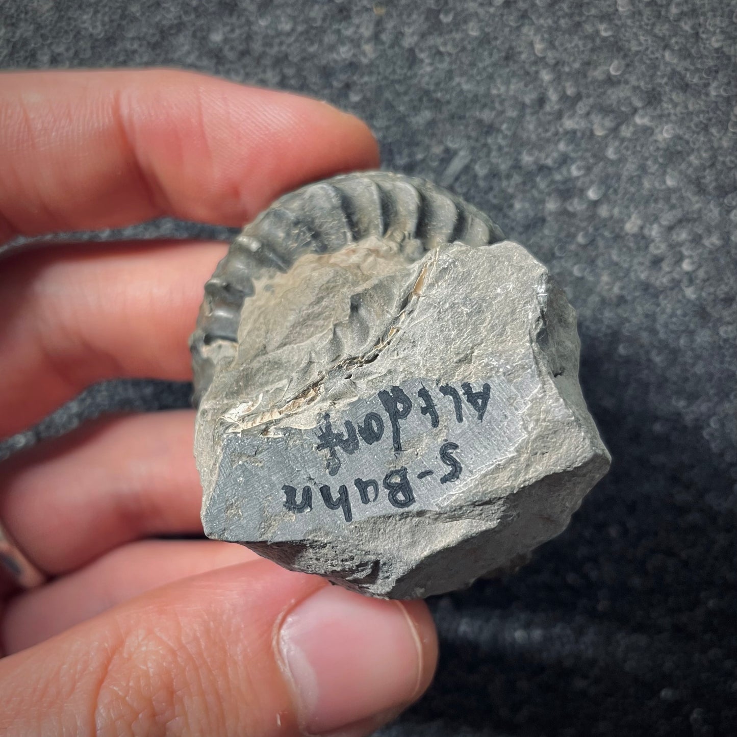 F2561 | Ammonite | Pleuroceras spinatum