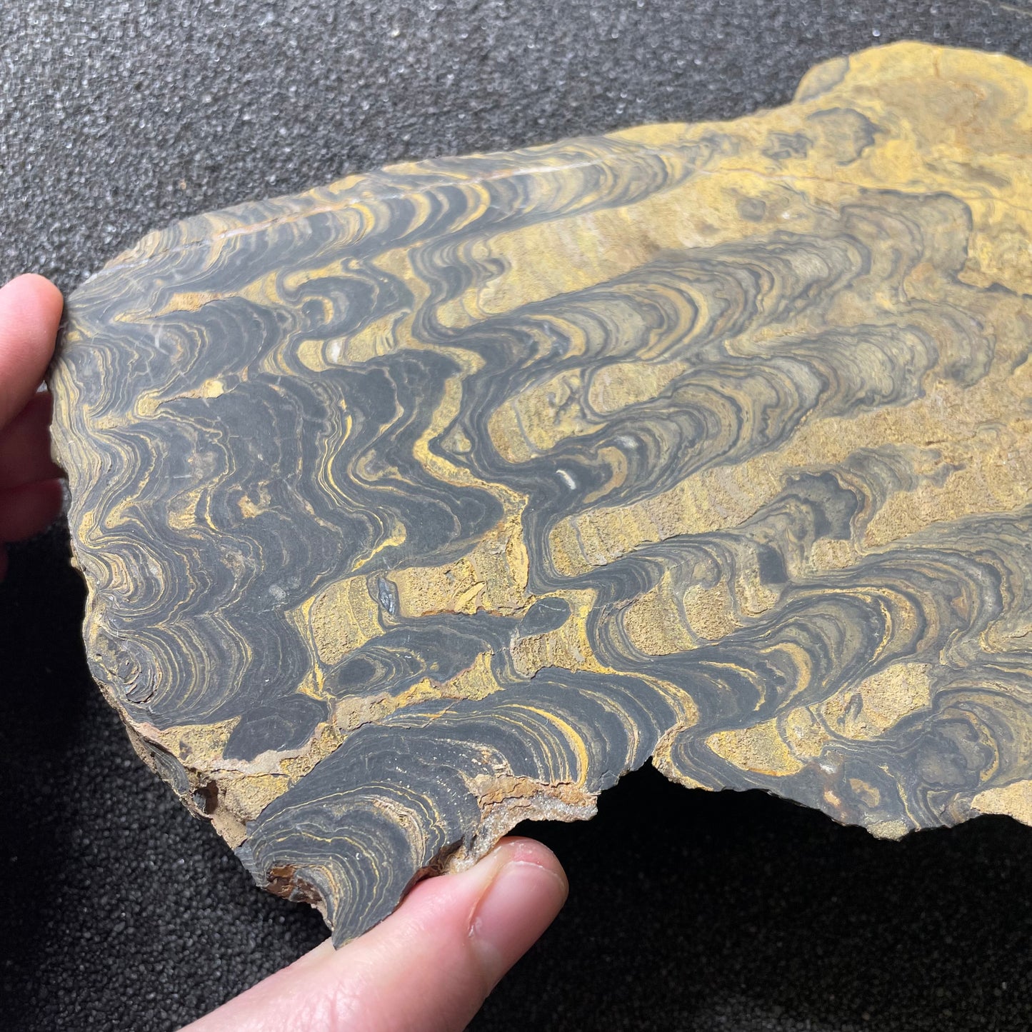 F2498 | Stromatolite | Stromatolite indet.