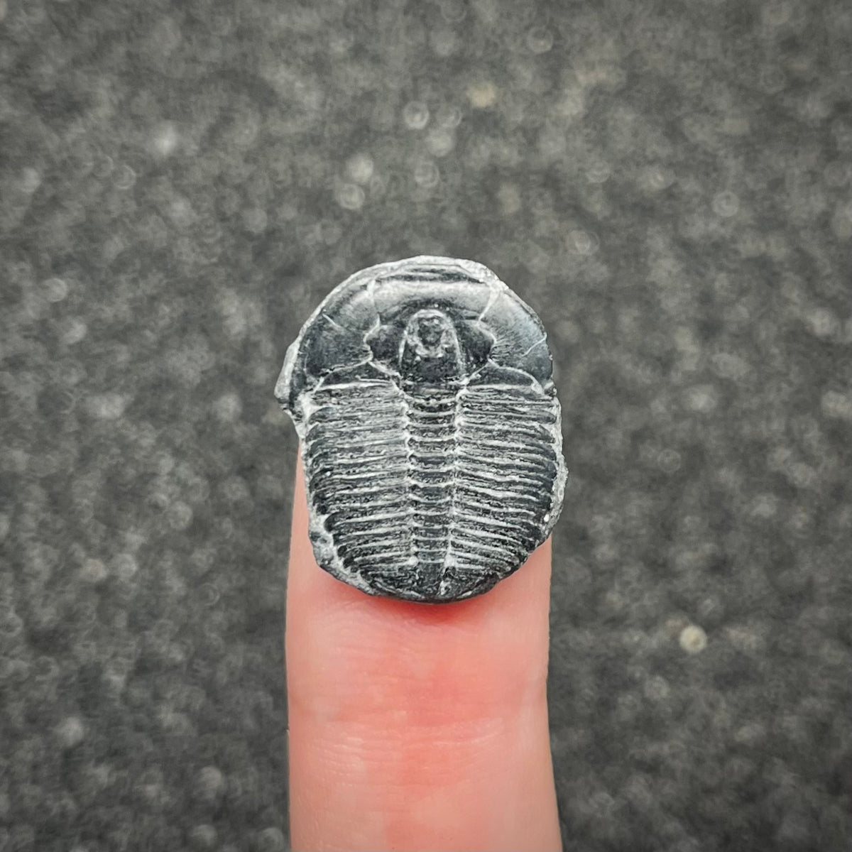 F3019 | Trilobite | Elrathia kingii