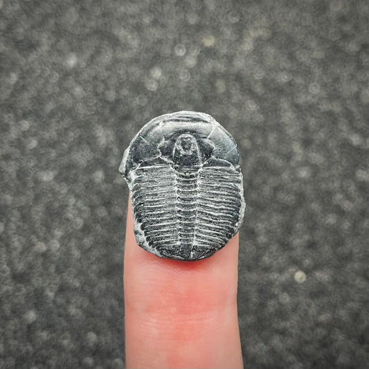F3019 | Trilobite | Elrathia kingii