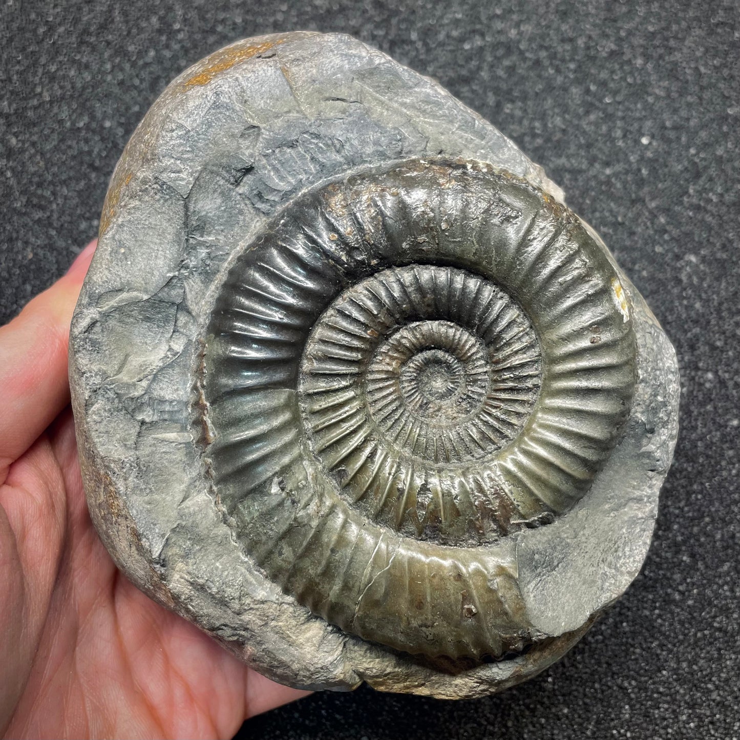 F2810 | Ammonite | Dactylioceras commune