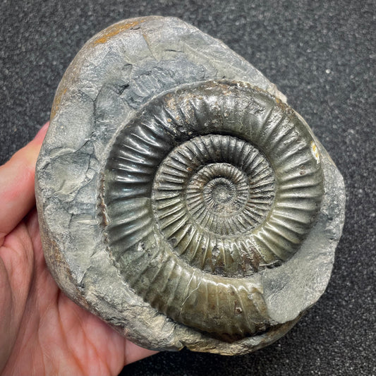 F2810 | Ammonite | Dactylioceras commune
