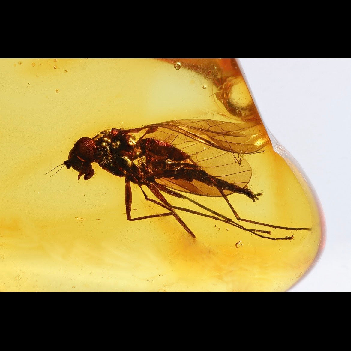 F2846 | Ambra con inclusione | Rhagionidae indet.
