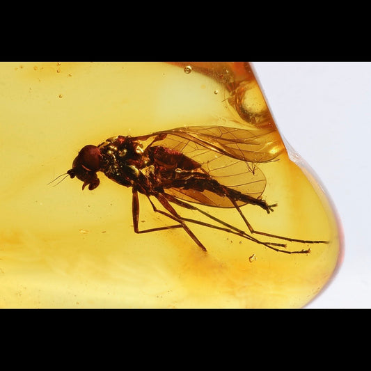 F2846 | Ambra con inclusione | Rhagionidae indet.