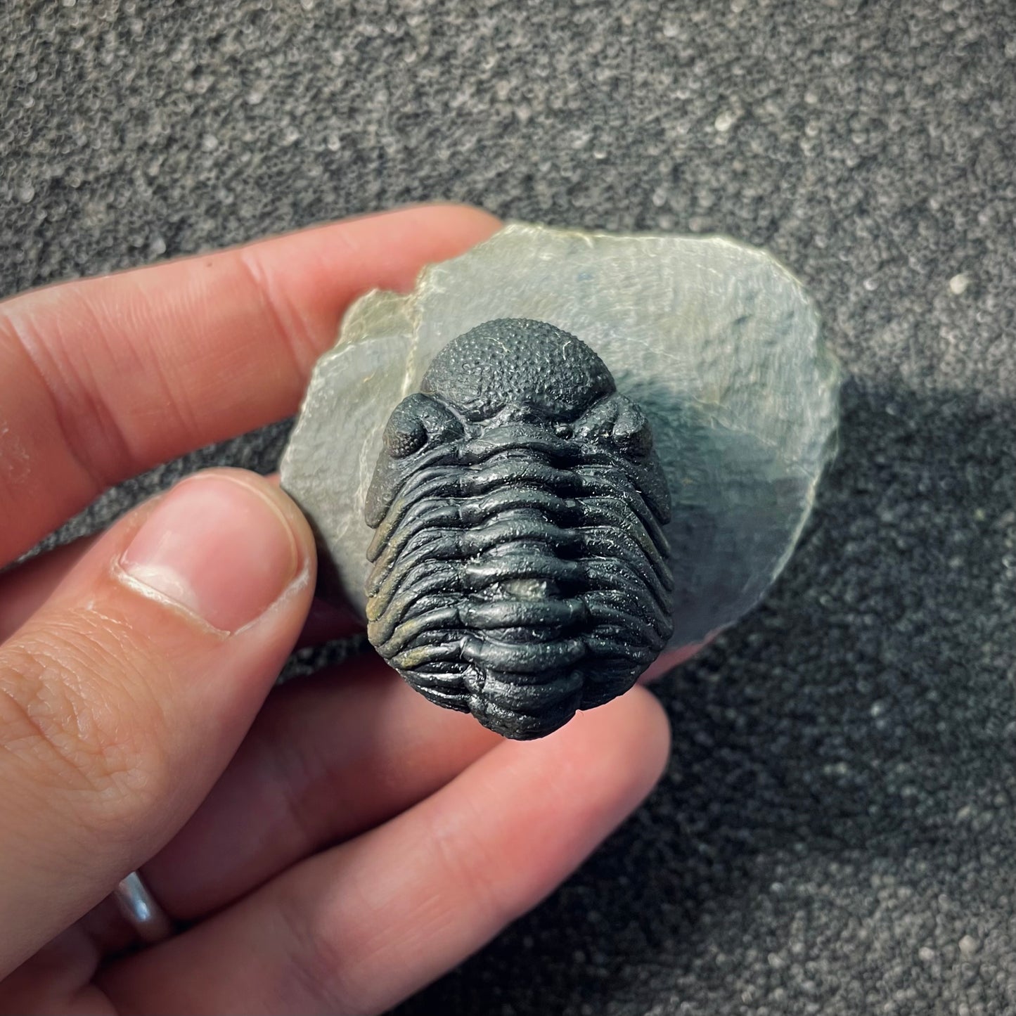 F2609 | Trilobite | Phacopidae indet.