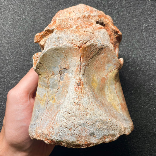 F2106 | Dinosauro | Spinosaurus aegyptiacus