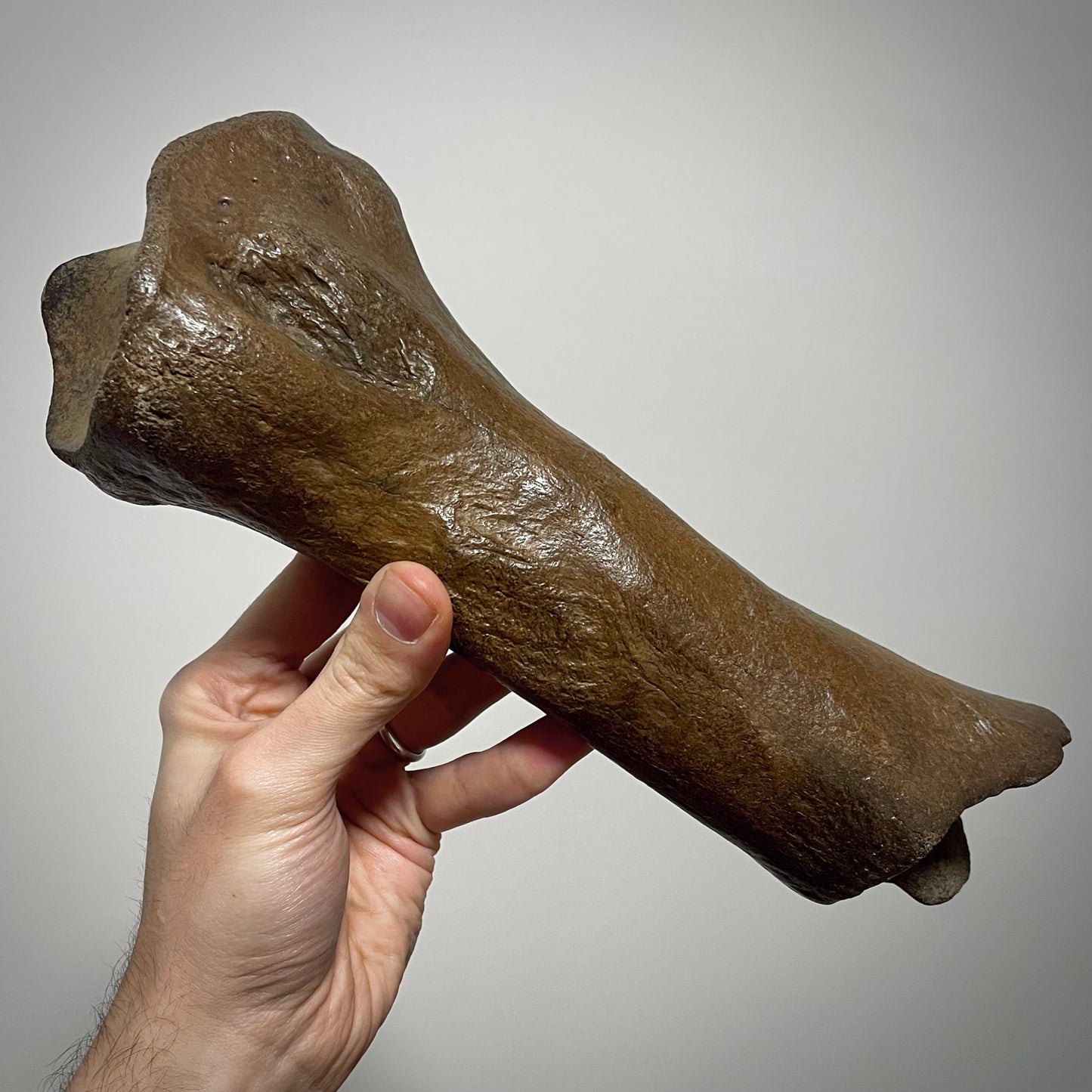 F2444 | Rinoceronte lanoso | Coelodonta sp.